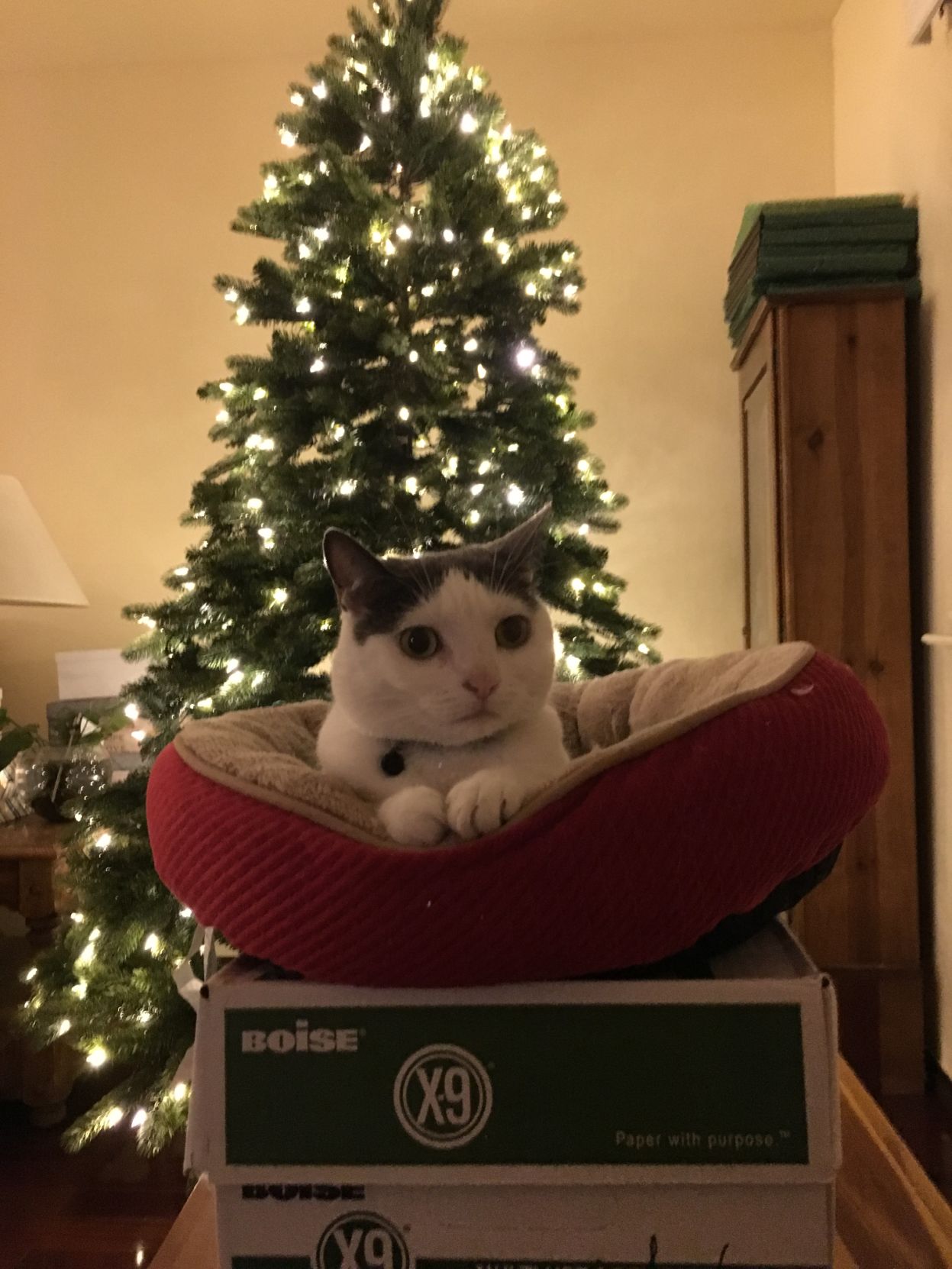 Christmas Cats